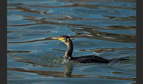 Kormoran (Phalacrocorax carbo)