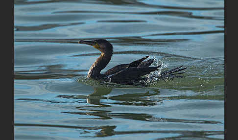 Kormoran (Phalacrocorax carbo)