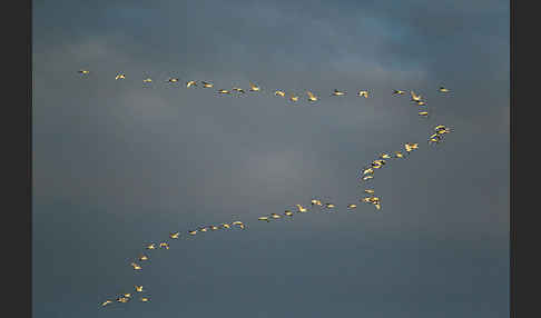 Löffler (Platalea leucorodia)