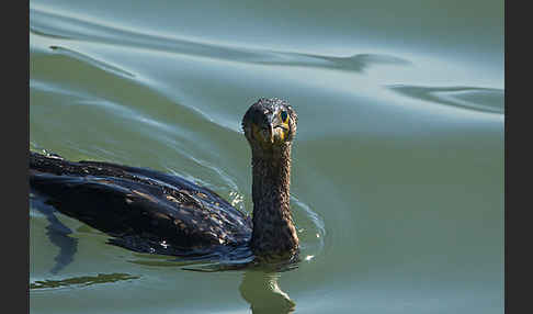 Kormoran (Phalacrocorax carbo)