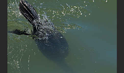 Kormoran (Phalacrocorax carbo)