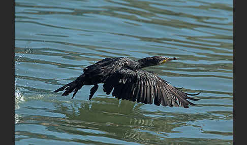 Kormoran (Phalacrocorax carbo)