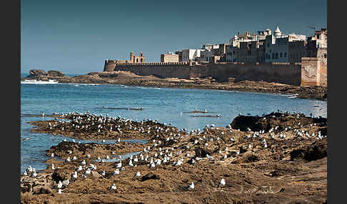 Mittelmeermöwe (Larus michahellis)