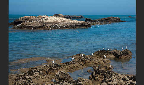 Mittelmeermöwe (Larus michahellis)