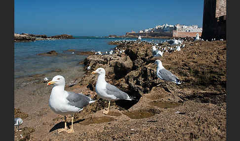 Mittelmeermöwe (Larus michahellis)