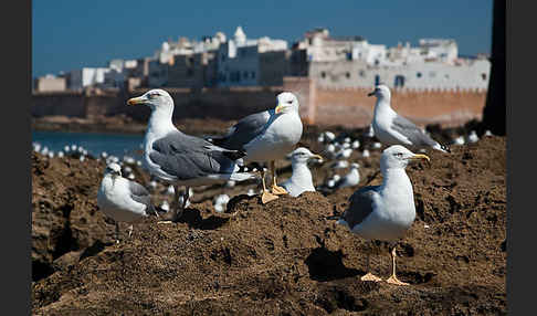 Mittelmeermöwe (Larus michahellis)