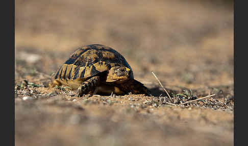 Maurische Landschildkröte (Testudo graeca)