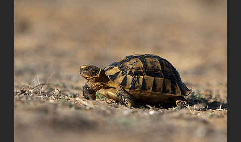 Maurische Landschildkröte (Testudo graeca)