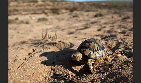 Maurische Landschildkröte (Testudo graeca)