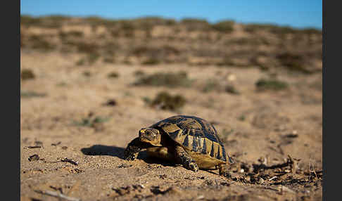 Maurische Landschildkröte (Testudo graeca)