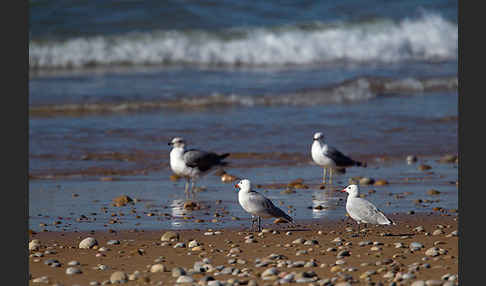 Korallenmöwe (Larus audouinii)