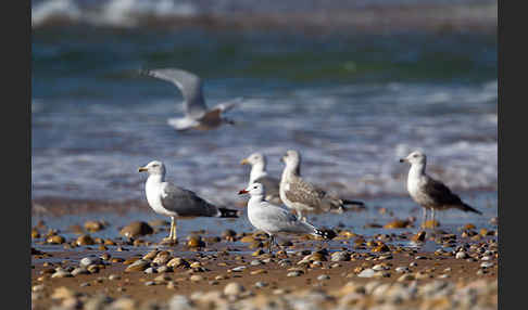 Korallenmöwe (Larus audouinii)