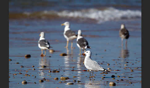 Korallenmöwe (Larus audouinii)