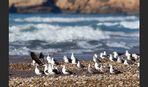 Mittelmeermöwe (Larus michahellis)