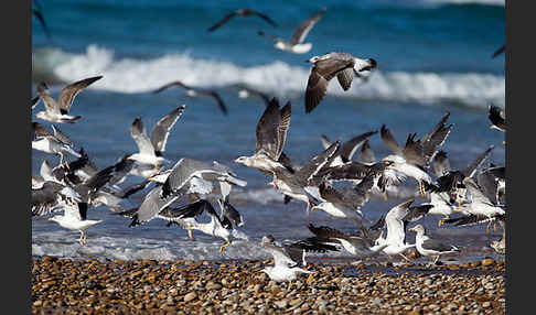 Mittelmeermöwe (Larus michahellis)