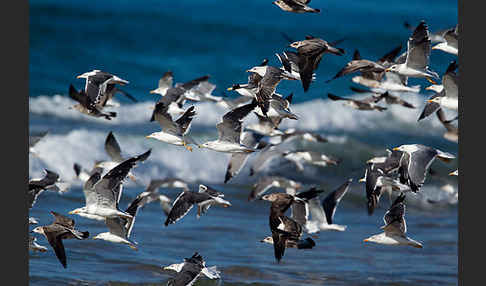 Mittelmeermöwe (Larus michahellis)