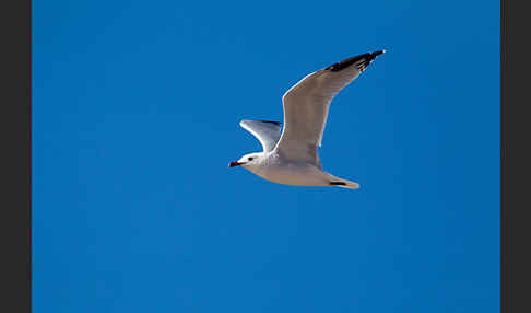 Korallenmöwe (Larus audouinii)