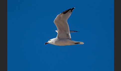 Korallenmöwe (Larus audouinii)