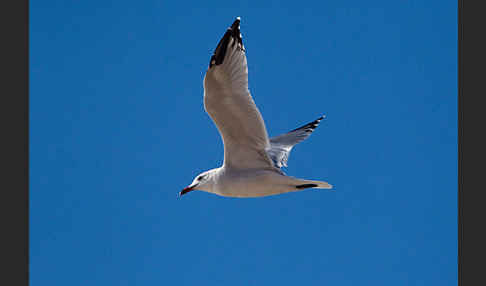 Korallenmöwe (Larus audouinii)