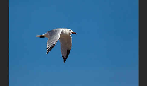 Korallenmöwe (Larus audouinii)