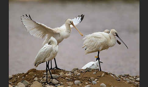 Löffler (Platalea leucorodia)