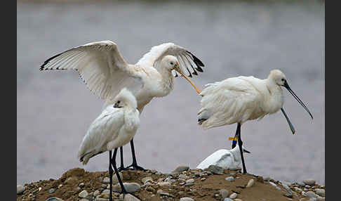 Löffler (Platalea leucorodia)