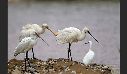 Seidenreiher (Egretta garzetta)