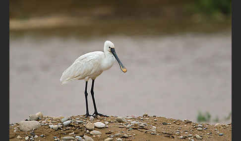 Löffler (Platalea leucorodia)