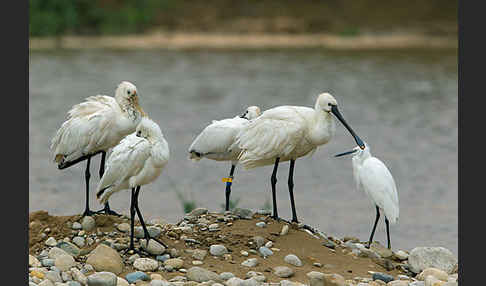 Seidenreiher (Egretta garzetta)