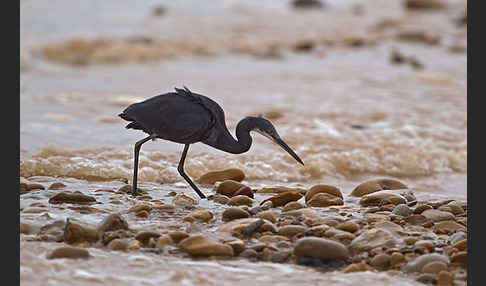 Küstenreiher (Egretta gularis gularis)