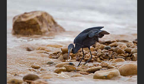 Küstenreiher (Egretta gularis gularis)