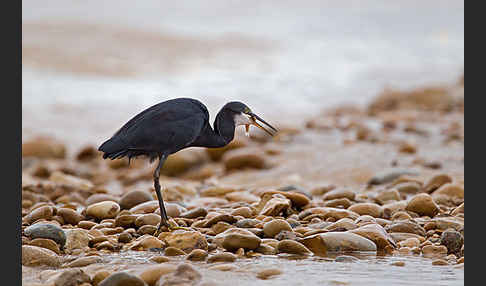 Küstenreiher (Egretta gularis gularis)