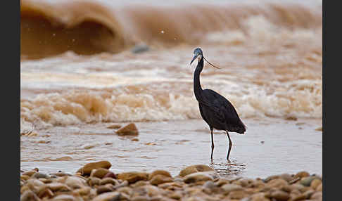 Küstenreiher (Egretta gularis gularis)