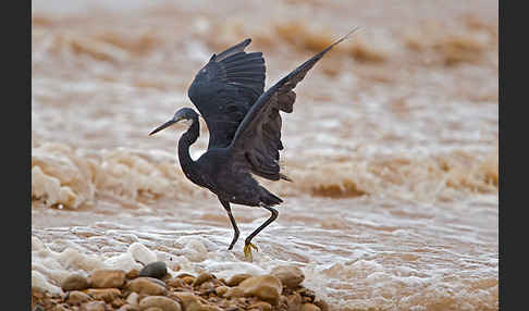 Küstenreiher (Egretta gularis gularis)