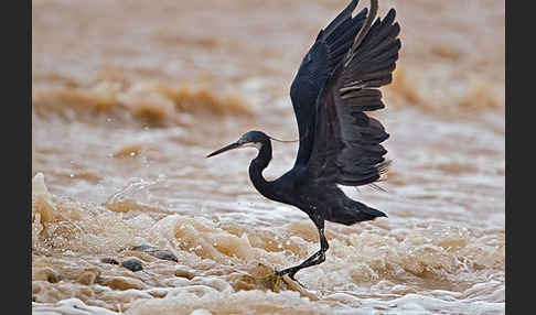 Küstenreiher (Egretta gularis gularis)