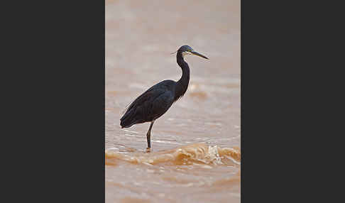 Küstenreiher (Egretta gularis gularis)