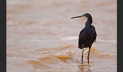 Küstenreiher (Egretta gularis gularis)