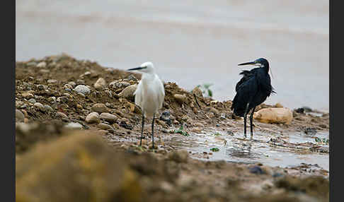 Seidenreiher (Egretta garzetta)