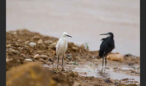 Seidenreiher (Egretta garzetta)