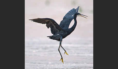 Küstenreiher (Egretta gularis gularis)