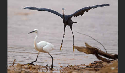 Küstenreiher (Egretta gularis gularis)