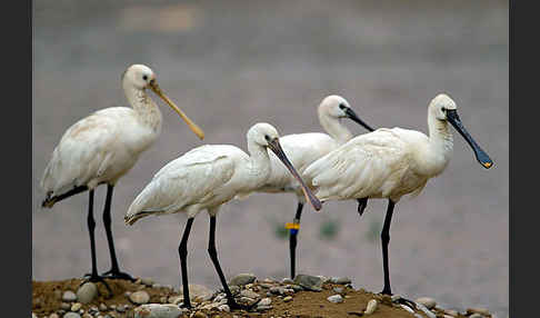 Löffler (Platalea leucorodia)