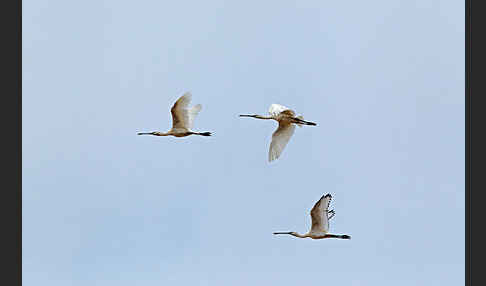 Löffler (Platalea leucorodia)