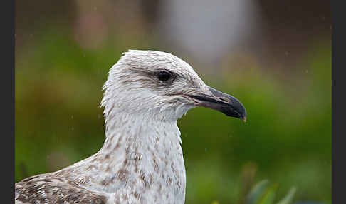 Mittelmeermöwe (Larus michahellis)