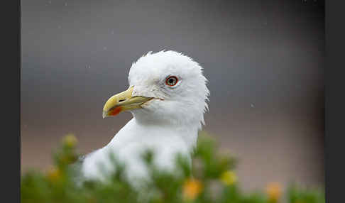 Mittelmeermöwe (Larus michahellis)