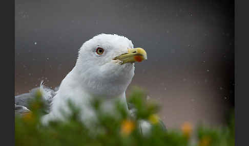 Mittelmeermöwe (Larus michahellis)