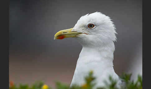 Mittelmeermöwe (Larus michahellis)