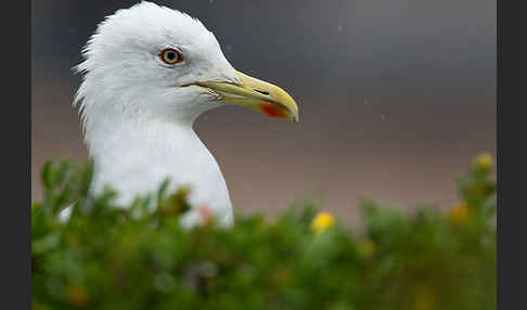 Mittelmeermöwe (Larus michahellis)