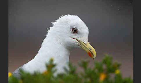 Mittelmeermöwe (Larus michahellis)