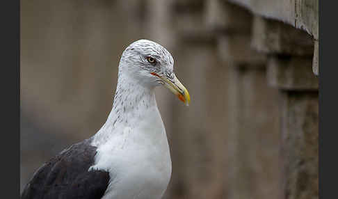 Mittelmeermöwe (Larus michahellis)